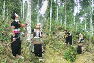 Local tribe cinnamon sourcing for Sweetfeet Insoles.