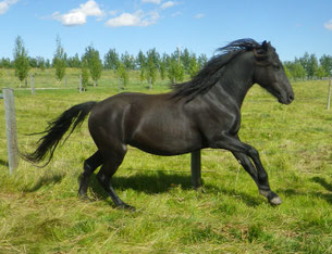 Canadian Horse - History