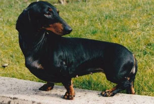Coup´s Glamour 18.02.1993 - 26.08.1996 gestorben bei der Geburt ihrer 6 Welpen