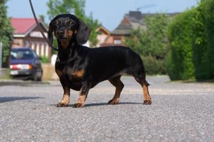 MultiCh Diva vom St. Albanusberg 25.01.1997 - 06.06.2011