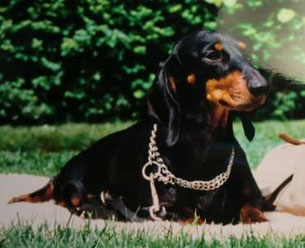 LS 01 Baronesse von Maaskamp 26.08.1996 - 07.03.2011
