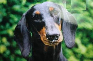 MultiCh Germandachs Graziella 24.08.1994 - 14.06.2010