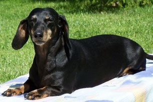 D-Ch VDV 00, D-Ch 01, LS 01 Godiva von Maaskamp 25.12.1997 - 06.05.2010