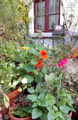 Kapuzinerkresse, Geranie, Cosmea, Calendula, Garten, Töpfe, Blumenkugeln, Seedbomb