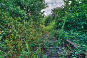 Abandoned Railway Line M.