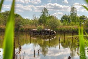 The Bus in the Lake