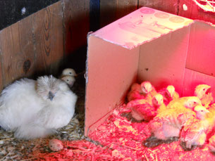 Elevage de poules de soie