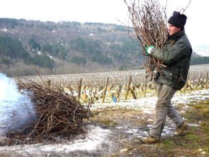 Le sarmentage, Manu