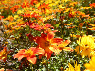 Gelb orange leuchtendes Blumenfeld im Sommer