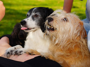 Hunde Leckerli - Reico Leckerli für Hunde