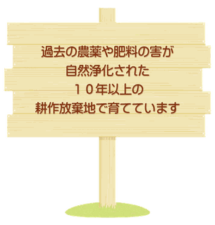 過去の農薬や肥料の害が自然浄化された10年以上の耕作放棄地で育てています