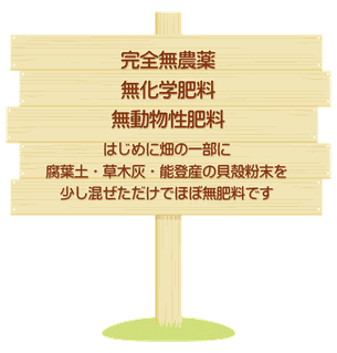 完全無農薬・無化学肥料・無動物性肥料　はじめに畑の一部に腐葉土・草木灰・能登産の貝殻粉末を少し混ぜただけでほぼ無肥料です