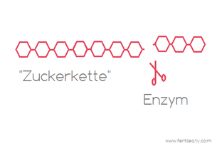 Kohlenhydrate und Verdauung. Art der Kohlenhydrate beeinflusst den Blutzuckerspiegel. Insulinresistenz und Ernährung