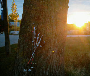 Zwei Paar Nordic Walking Stöcke lehnen an einem Baum, im Hintergrund geht die Sonne auf.