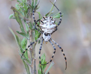 Argiope lobée (Argiope lobata), une araignée du sud a la forme étonnante. Cliquer pour agrandir.