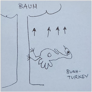 Bushturkey klettert auf Baum - genau so! ... zu schnell fürs Foto