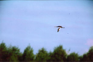 Haubenteaucher im Flug