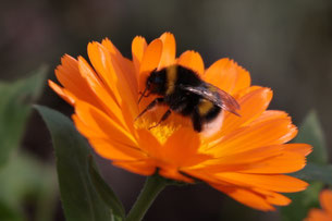 Foto: Dorothea Bellmer