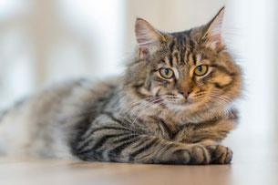 Katzen Anzeichen Bedürfnis für Rückzugsort und Beruhigung