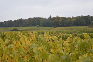 The Grand Cru village of Le Mesnil sur Oger