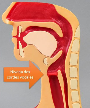 On parle d'aspiration à partir du niveau inférieur des cordes vocales