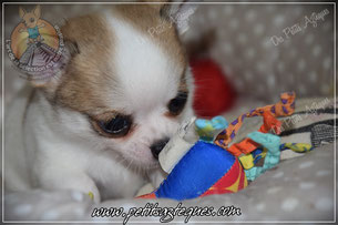 Chiot chihuahua à vendre fauve et blanc