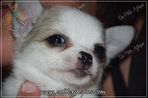 Chiot chihuahua à vendre blanc et bleu 