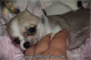 Chiot chihuahua à vendre fauve et bleu