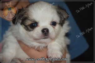 Chiot chihuahua à vendre fauve blanc 
