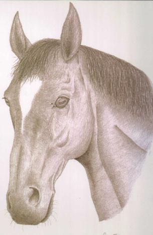 友人が書いた馬の頭部の色鉛筆イラスト 友人が書いた馬の頭部の色鉛筆イラスト 馬】鉛筆画 引き続き馬を