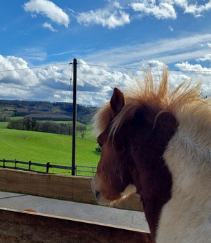 Helgi, ein fuchsfarben gescheckter Isländer, steht von der Kamera abgewendet vor einem farbenfrohen Hintergrund. Weder der blaue Himmel noch die grüne Wiese in der Ferne scheinen ihn zu interessieren: Seine Ohren sind missmutig nach hinten gerichtet