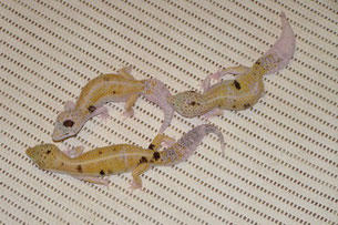 White & Yellows von Prohorchik Reptiles