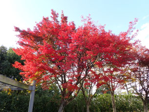 紅葉がキレイでした