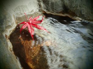 水芭蕉の湯梅田屋　梅田屋　日本秘湯を守る会　湯巡り　温泉　温泉ご飯　群馬　群馬の温泉
