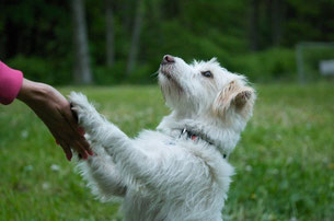 physiotherapie animale