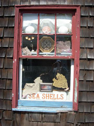 A quaint window featuring an assortment of seashells