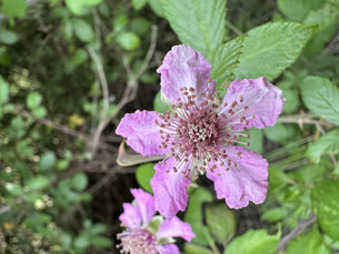 Rubus ulmifolius