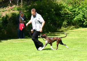 Boxer Hund vonderwaldnielerheide Ausstellung