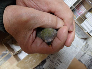 ある手乗りインコのヒナが仲間入りしました。