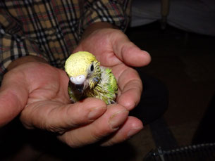 手乗りセキセイインコが仲間入りしました