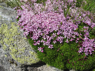 ein von der Natur zusammengestelltes Blumen-Bouquet