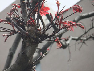 イロハモミジの新芽が出ていました