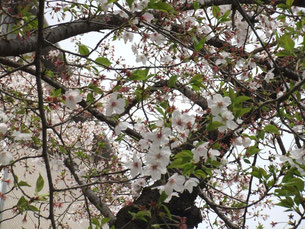 雨で葉桜になってしまいました