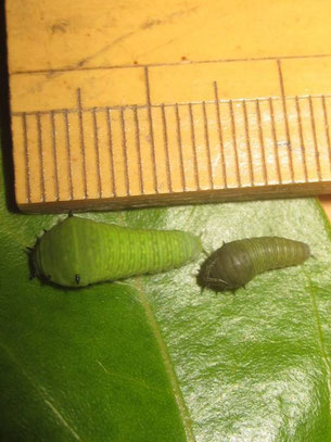 右2齢幼虫、左3齢幼虫