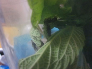 アカタテハ幼虫