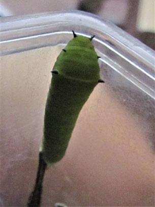 アオスジアゲハの４齢幼虫