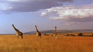 The african savannah