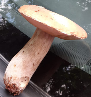 Juste pour une petite omelette avec ce champignon majestueux