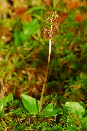 Listera cordata (D. Gschwend, naturgucker.de, 2016)