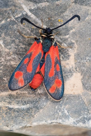 Z. favonia excentrica (Haut Atlas oriental)  